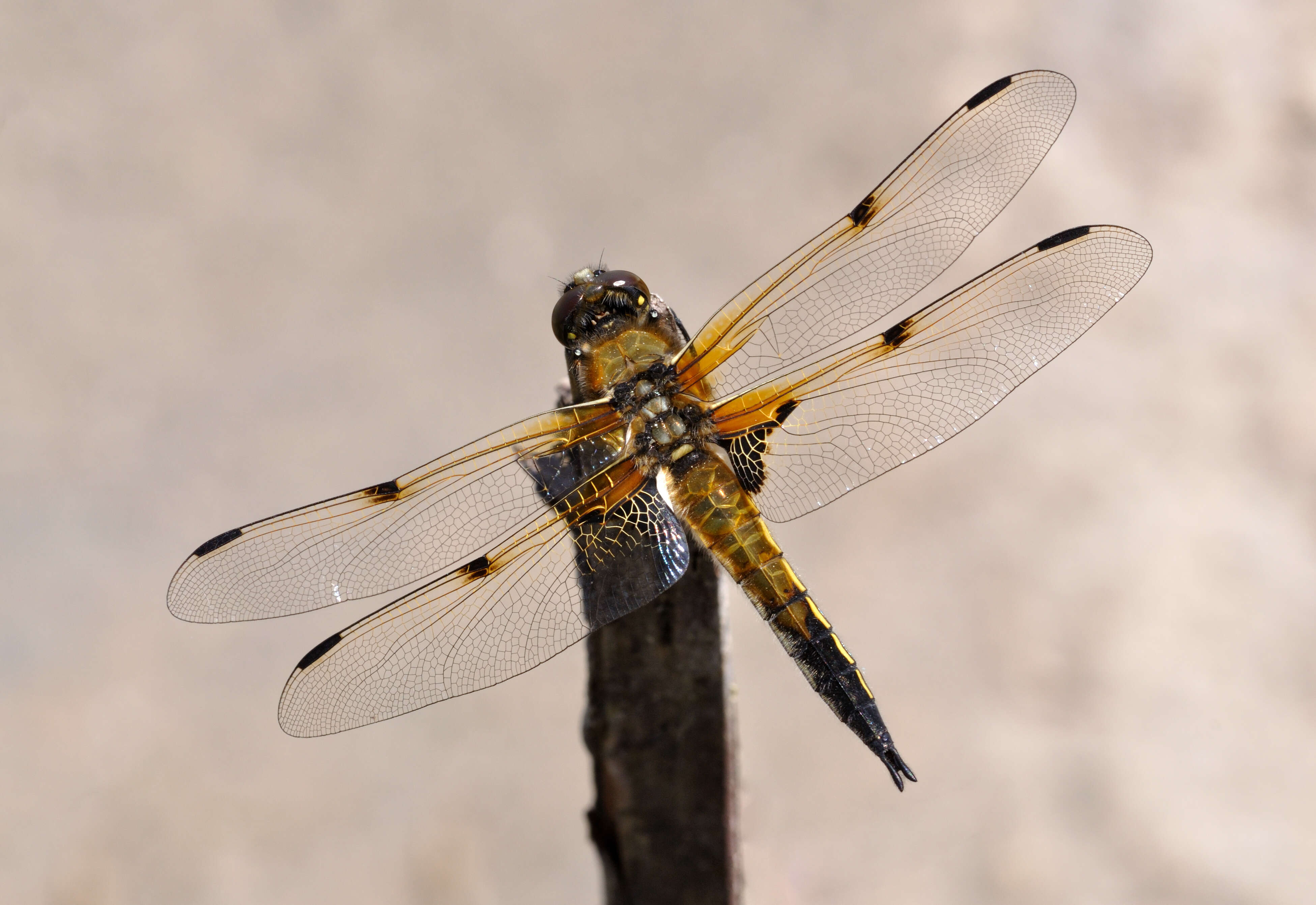 Image of Four-spotted Chaser