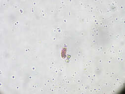 Image of Chromatium okenii