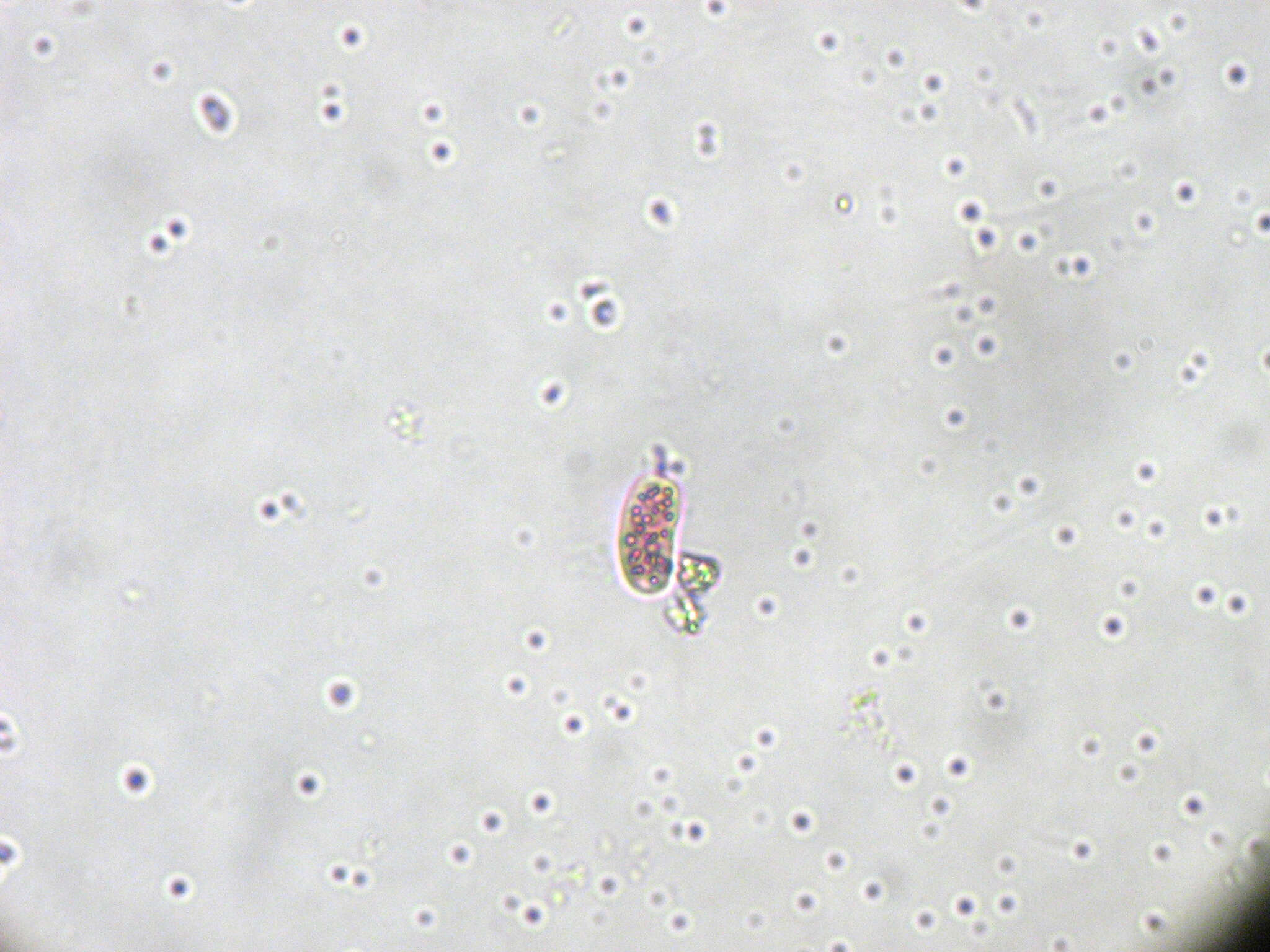 Chromatium okenii resmi