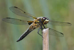 Image of Four-spotted Chaser