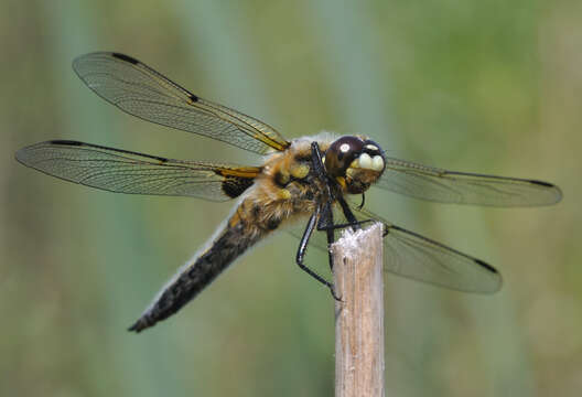 Image of Four-spotted Chaser