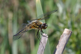 Image of Four-spotted Chaser