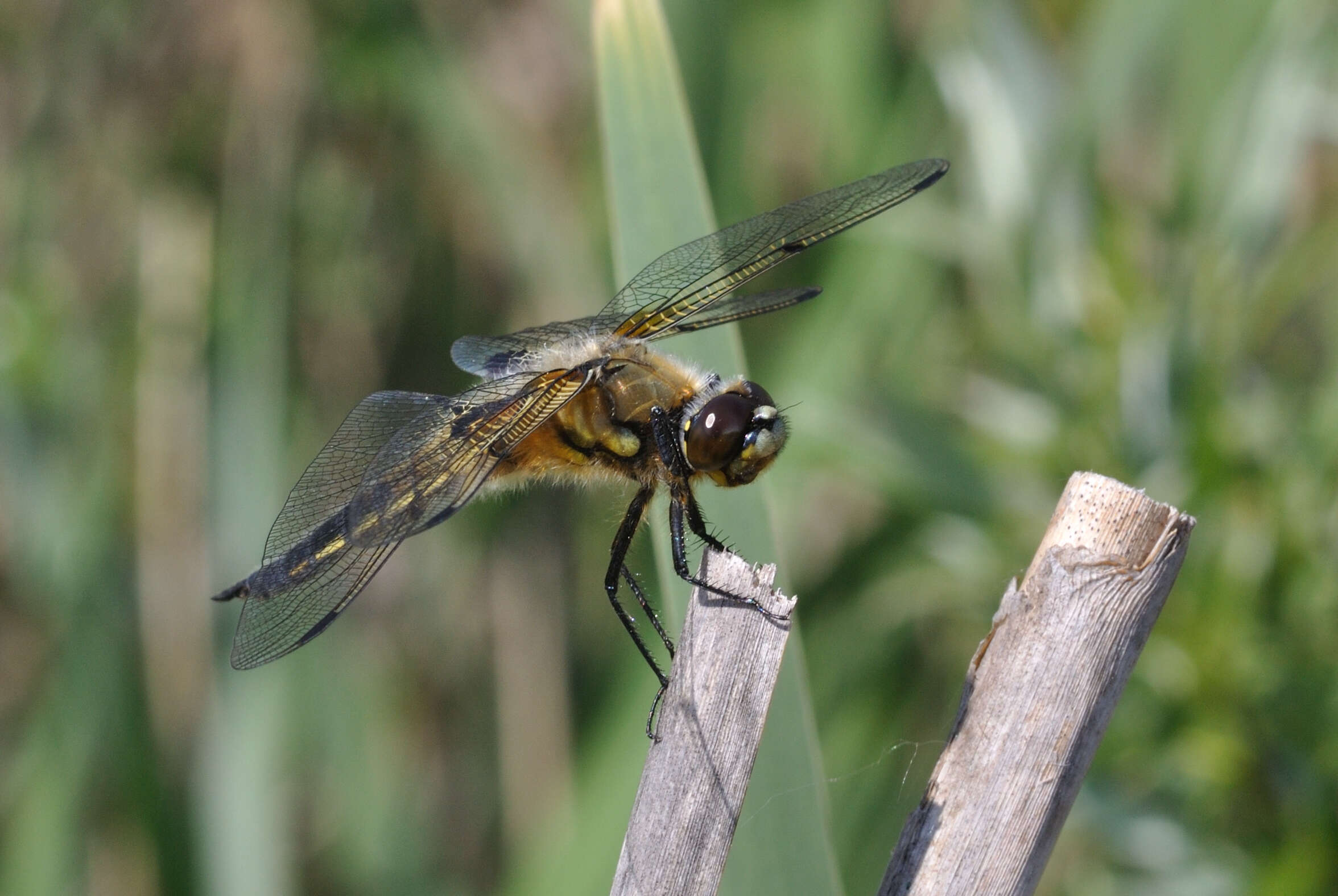 Image of Four-spotted Chaser