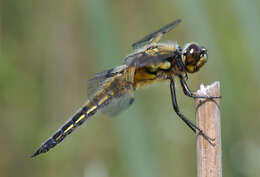 Image of Four-spotted Chaser