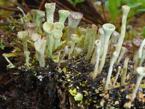 Image of cup lichen