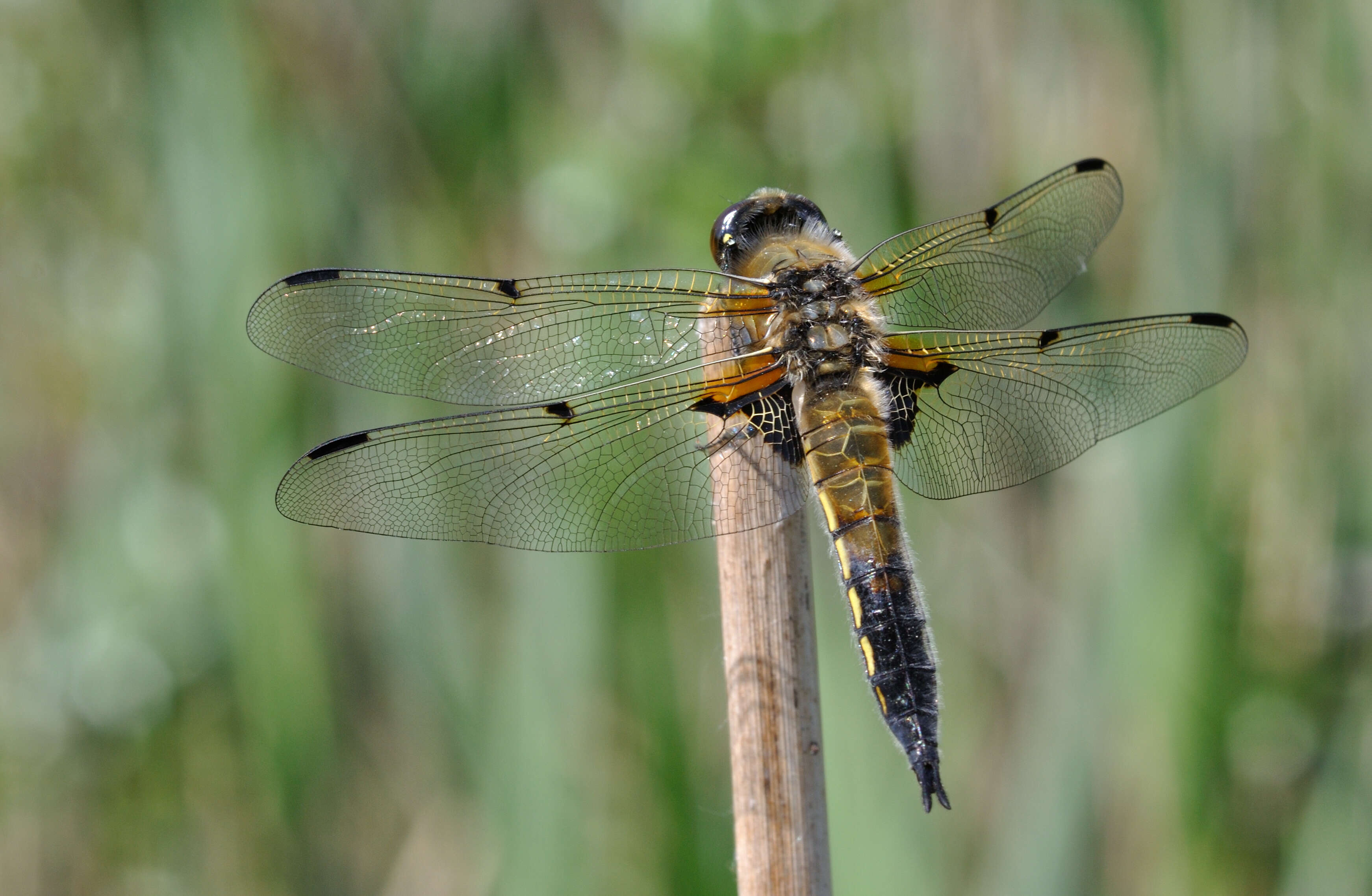 Image of Four-spotted Chaser