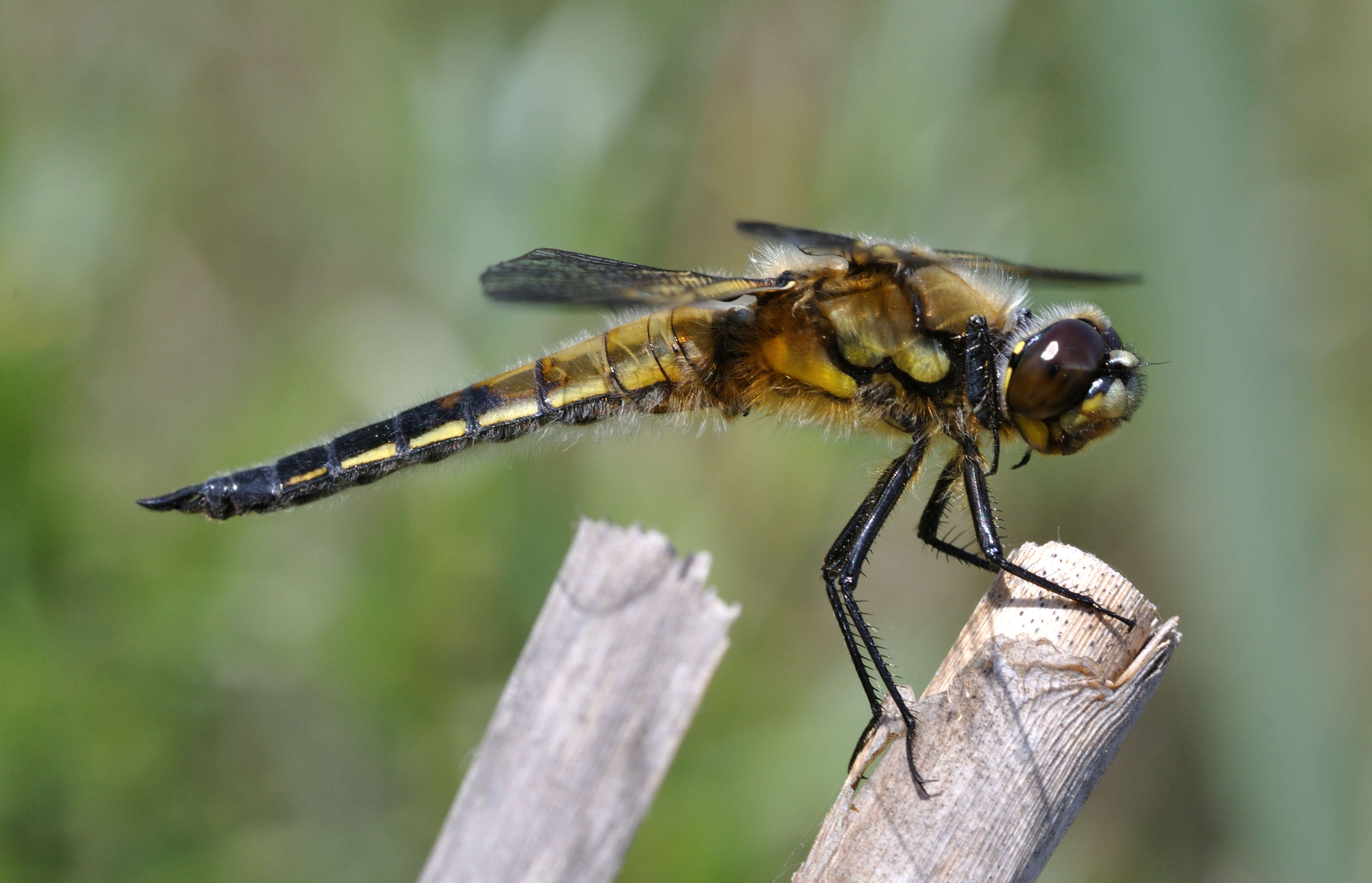 Image of Four-spotted Chaser