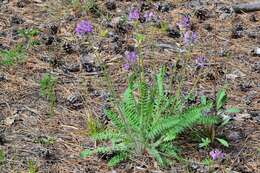 Image de Oxytropis strobilacea Bunge