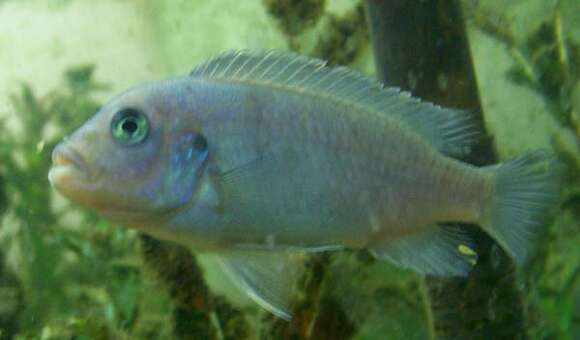 Image of Cichlid