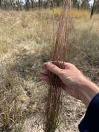 Sivun Schizachyrium fragile (R. Br.) A. Camus kuva