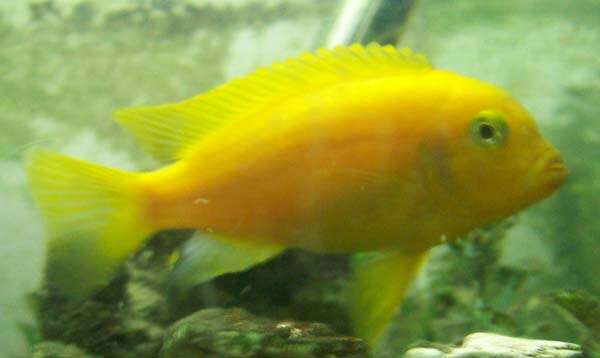 Image of Cichlid