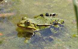 Image of Eurasian Marsh Frog