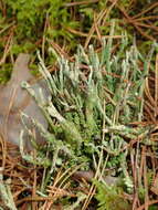 Image of cup lichen