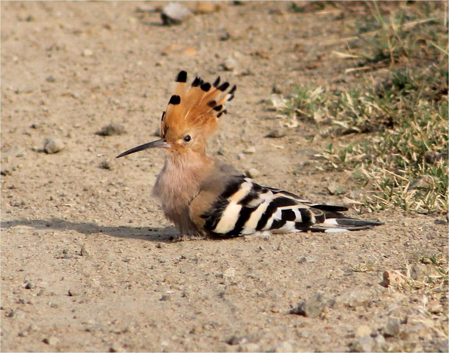 Image of Upupa Linnaeus 1758