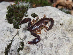 Image of Euscorpius celanus Tropea 2012