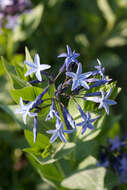 Image of Blue star