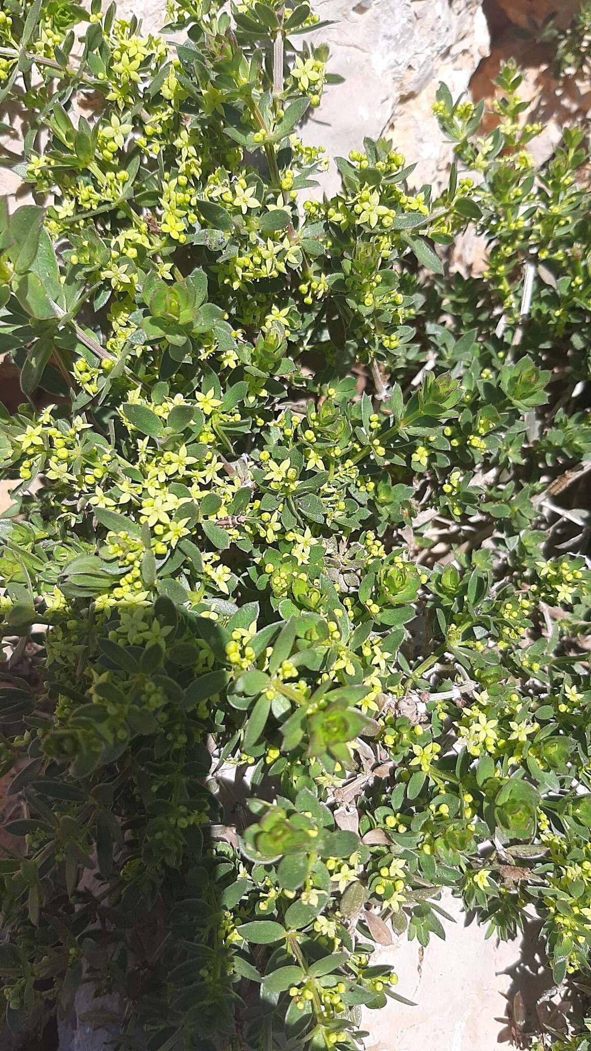 Sivun Rubia tenuifolia d'Urv. kuva