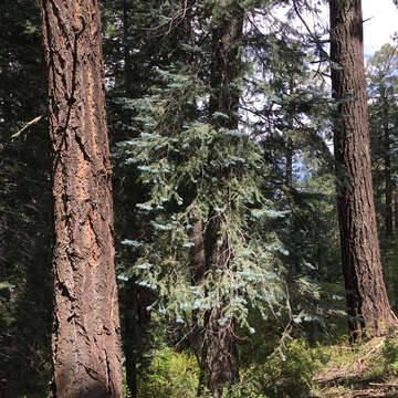 Image of corkbark fir