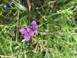 Murdannia graminea (R. Br.) G. Brückn.的圖片