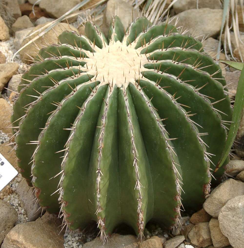 Image of Cactus