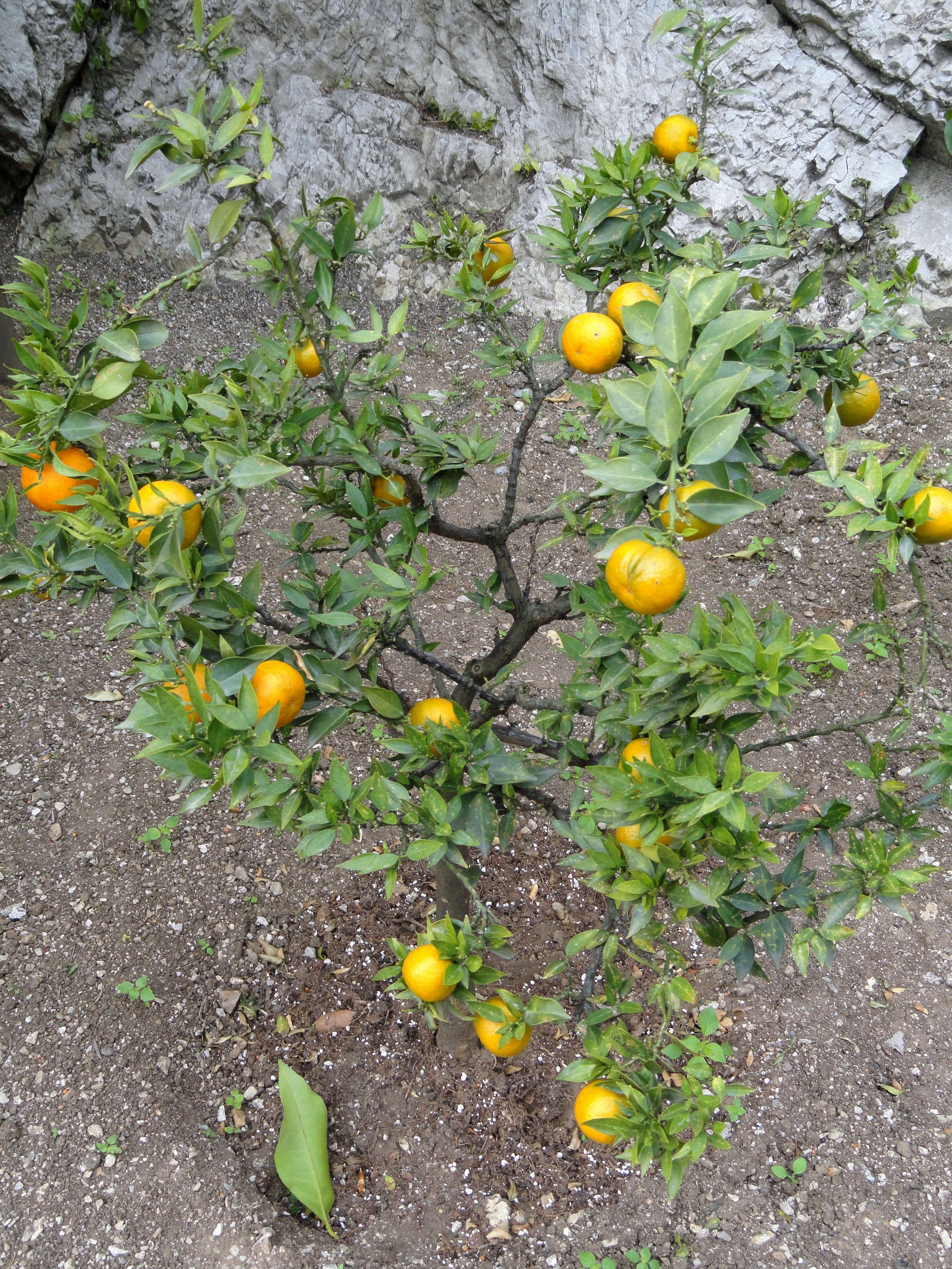 Plancia ëd Citrus aurantium L.