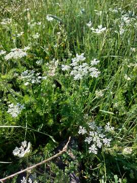 Imagem de Daucus muricatus (L.) L.