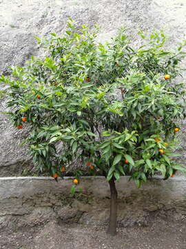 Image of Citrus reticulata