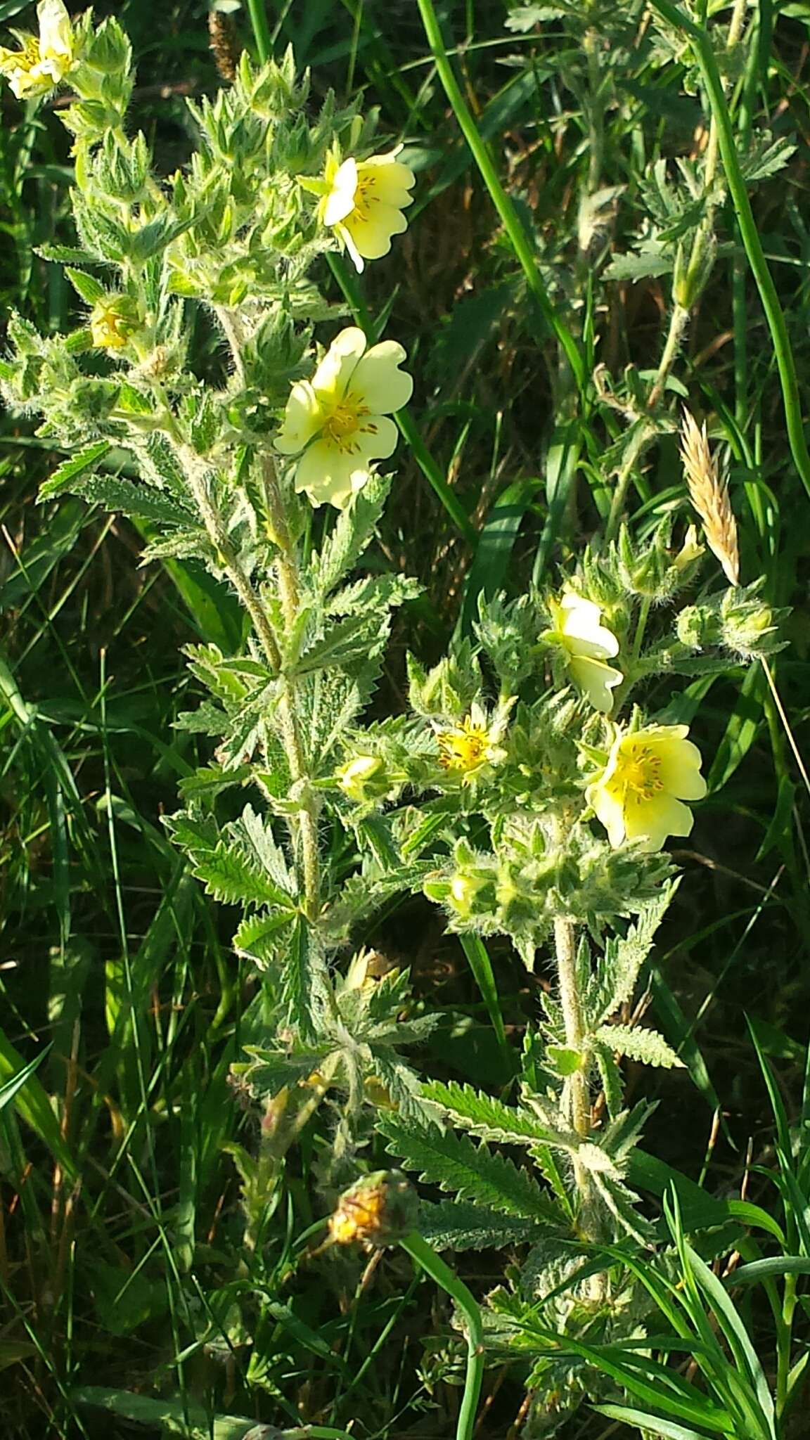 Image of sulphur cinquefoil