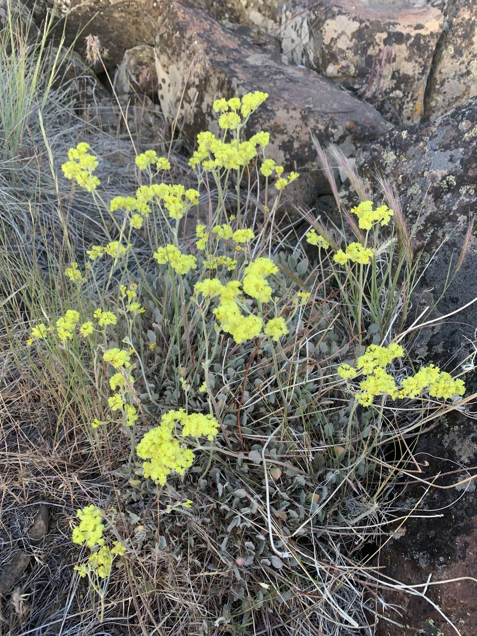 Image of Eriogonum strictum var. anserinum (Greene) S. Stokes