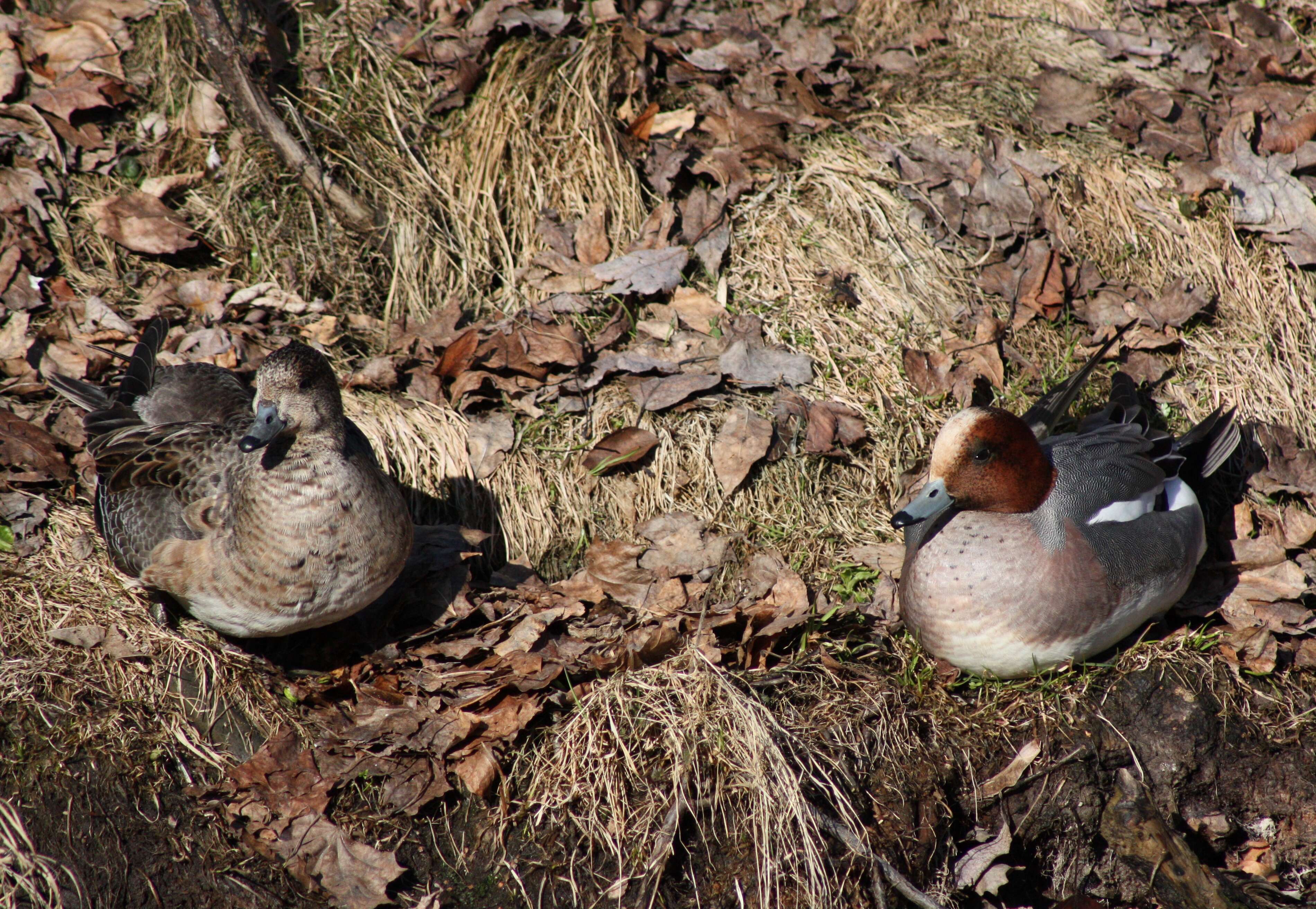 Image of Eurasian Wigeon