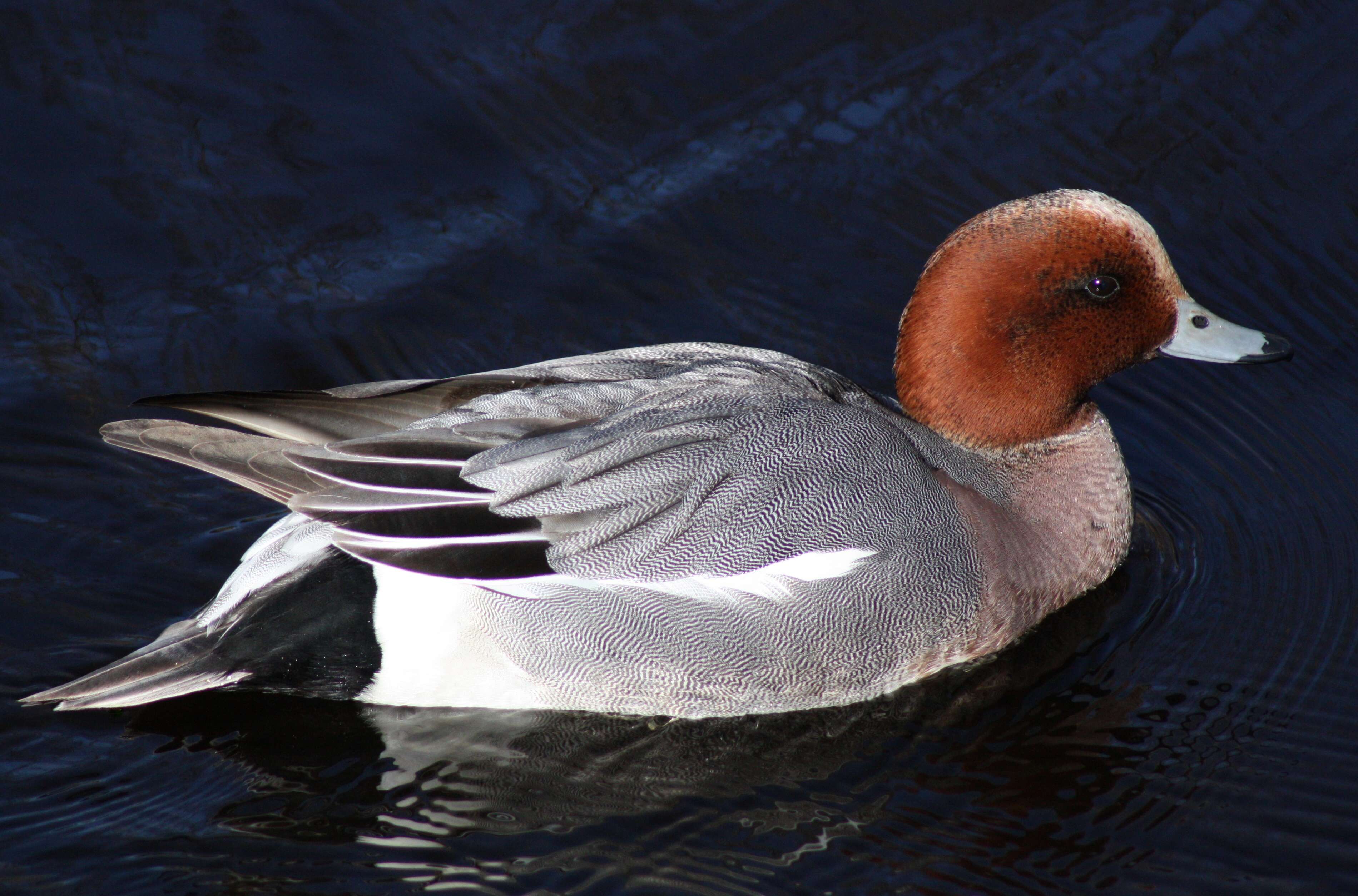 Image of Eurasian Wigeon