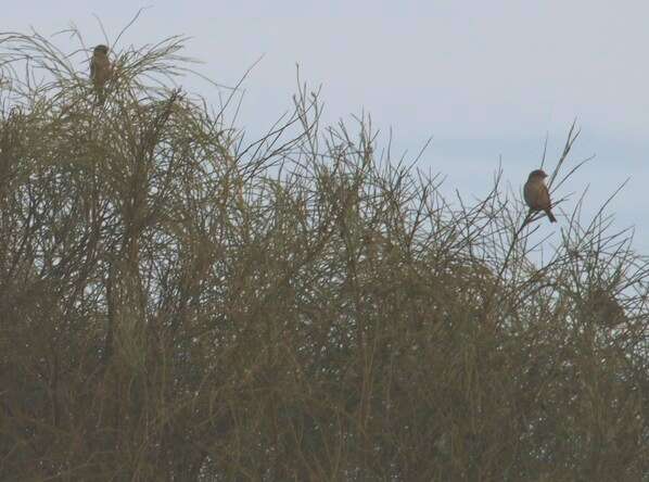 صورة Passer domesticus balearoibericus Jordans 1923