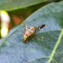 Image of Callistomyia pavonina Bezzi 1913