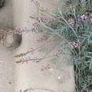 صورة Astragalus arizonicus A. Gray