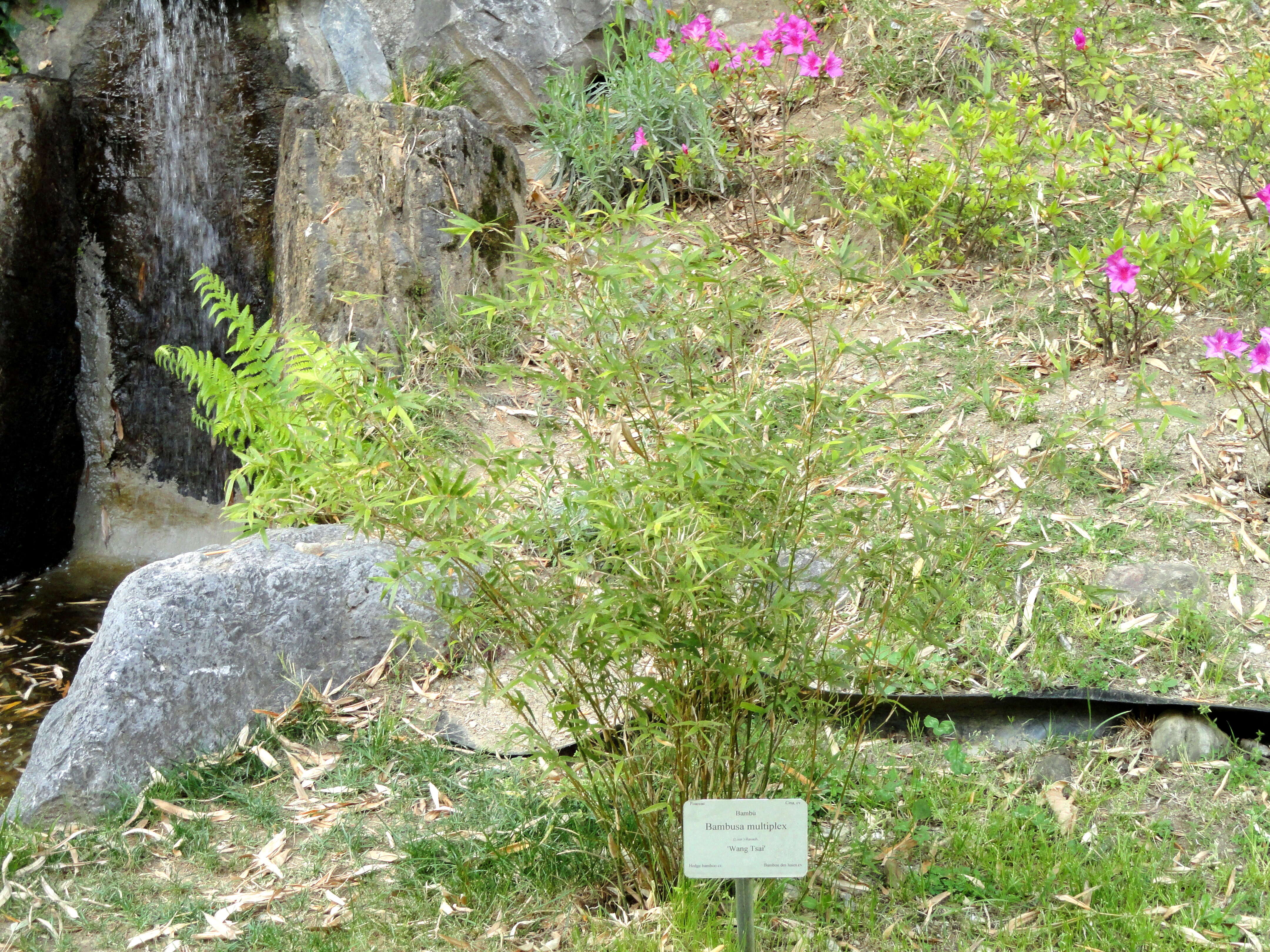 Image of hedge bamboo