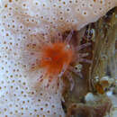 Image of prickly anemone