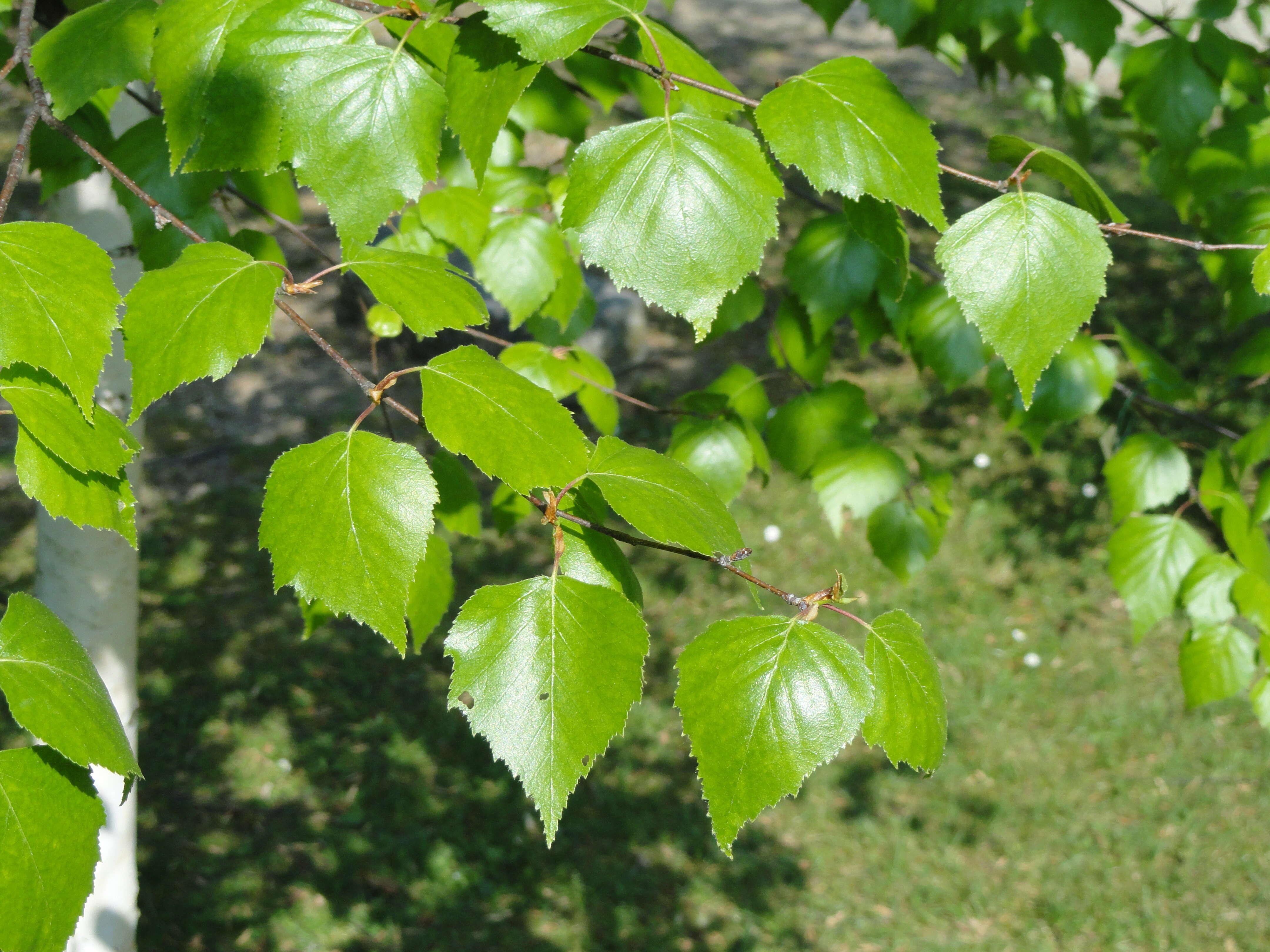 Image of Szechuan white birch