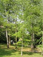 Image of Szechuan white birch