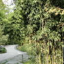 Image of narihira bamboo