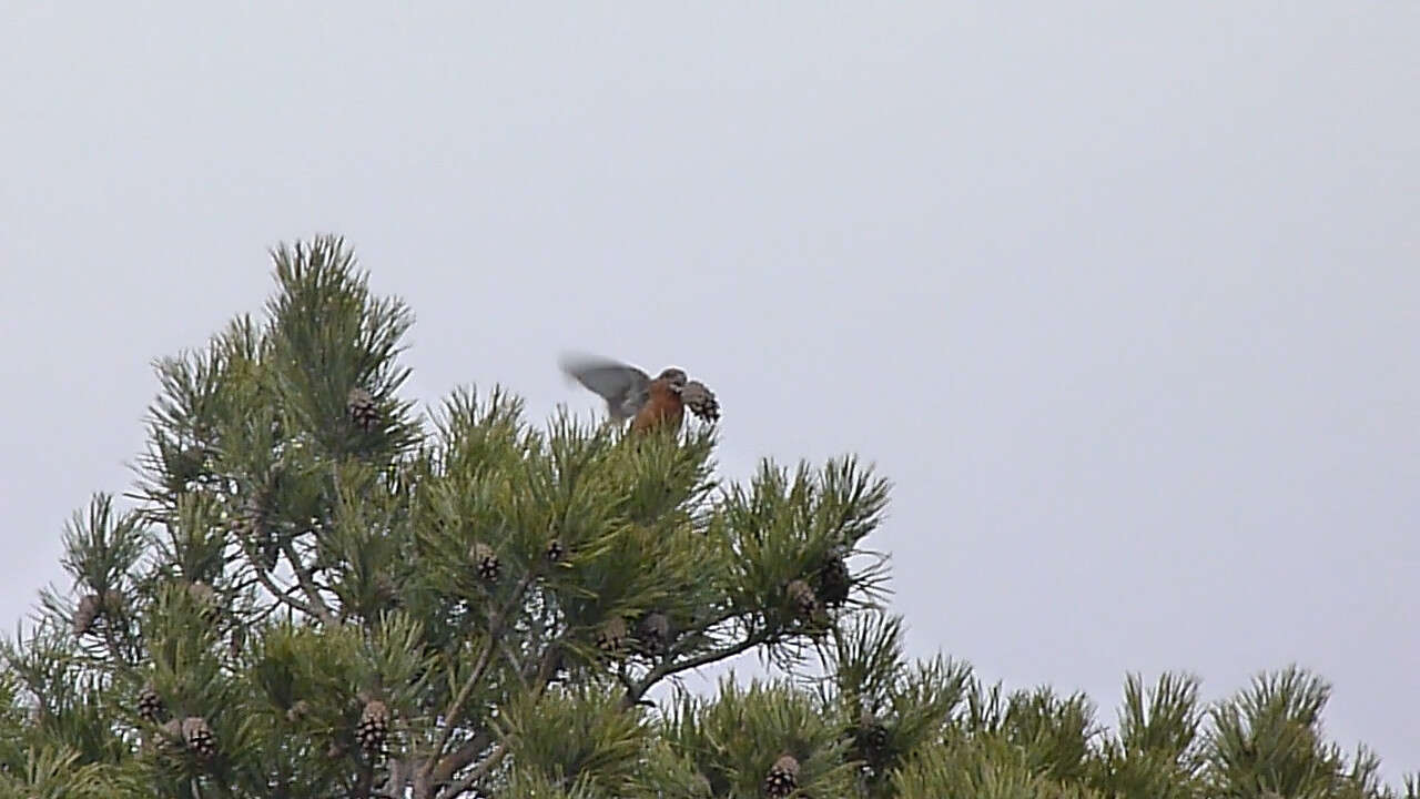 Image of Parrot Crossbill