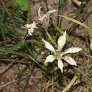 Image of Babiana tubiflora (L. fil.) Ker Gawl.