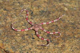 Image of Ophiarachnella capensis (Bell 1888)