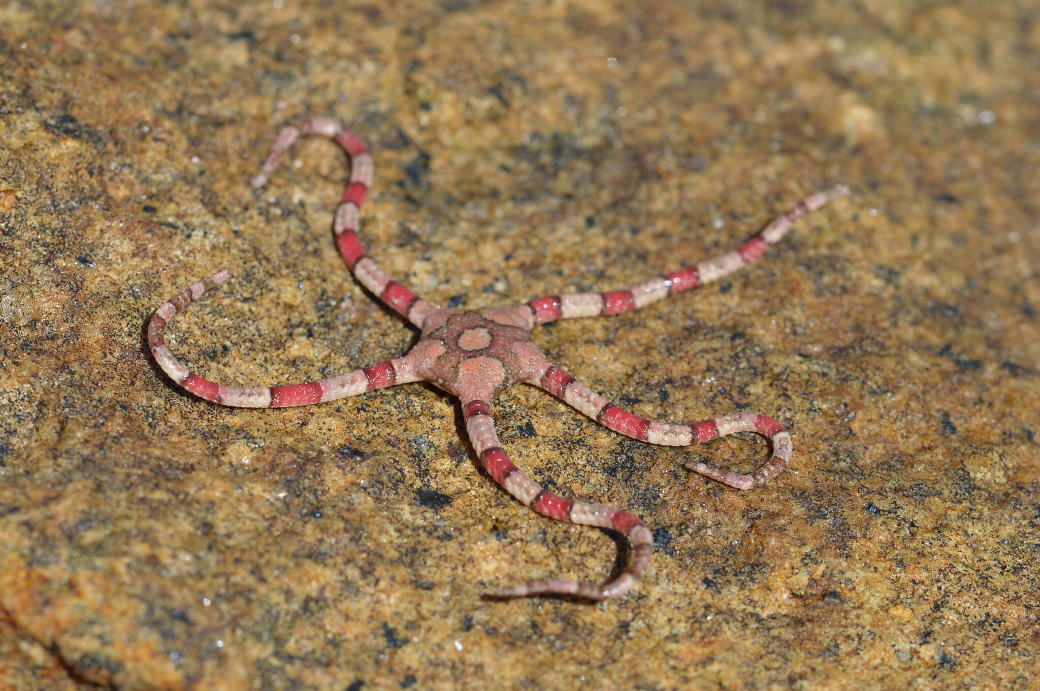 Image of Ophiarachnella capensis (Bell 1888)