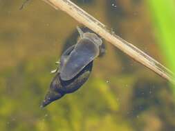 Image of Great Pond Snail