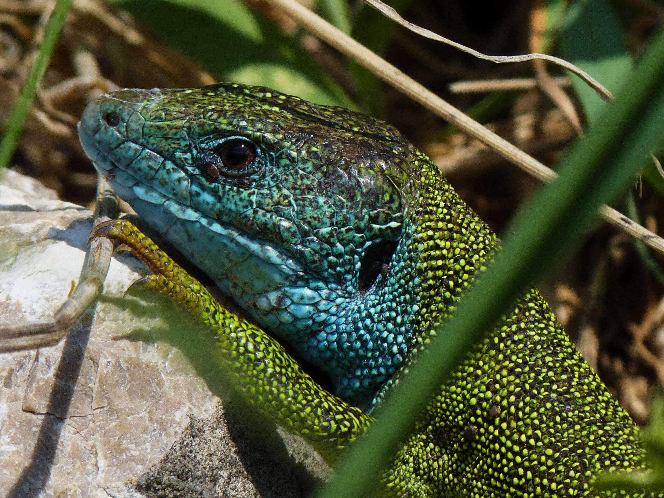 Image of Western Green Lizard