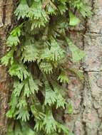 Image of moss fern