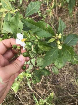 Image of Solanum bonariense L.