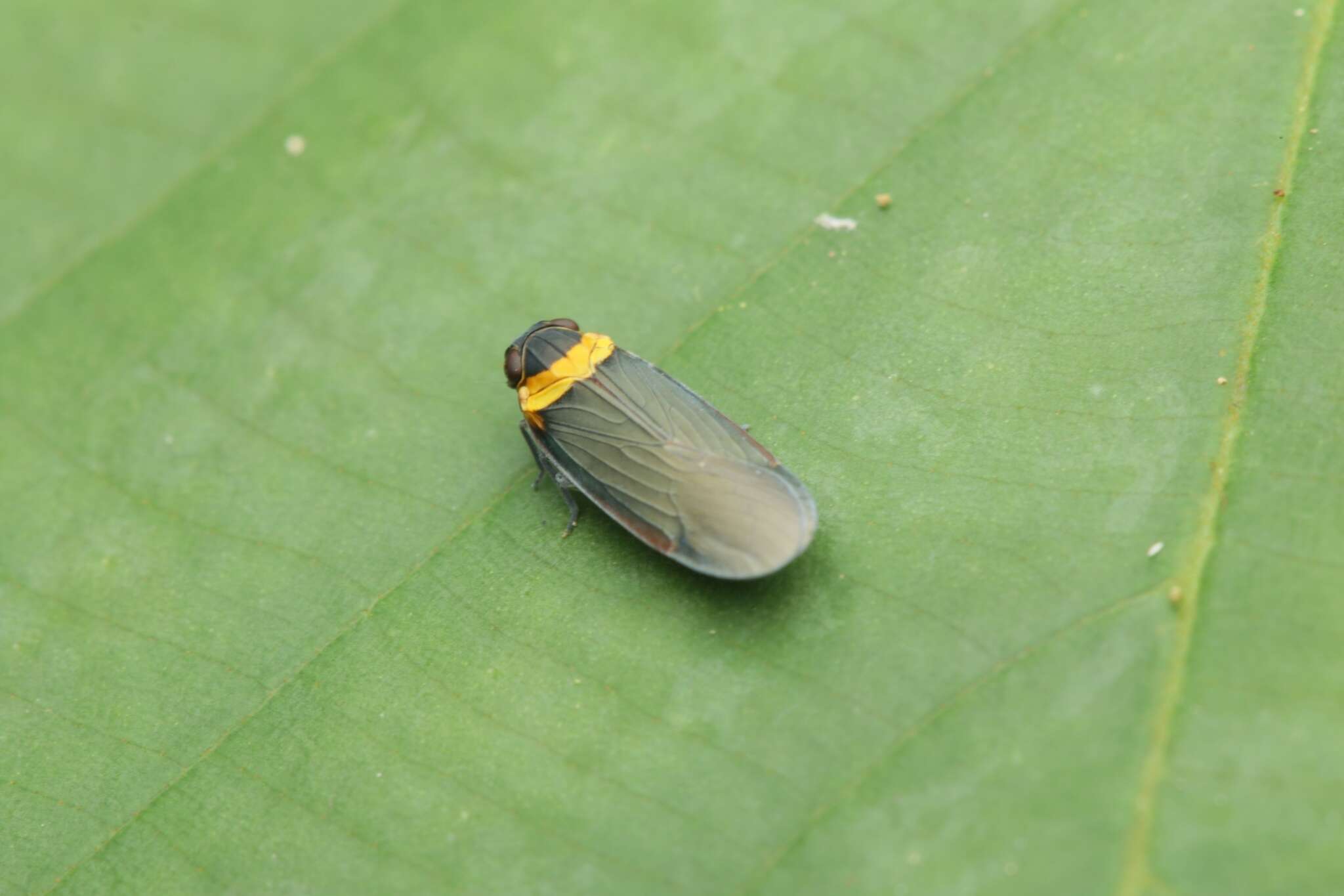 Image of Plectoderes (Plectoderes) collaris Coquebert de Montbret 1801