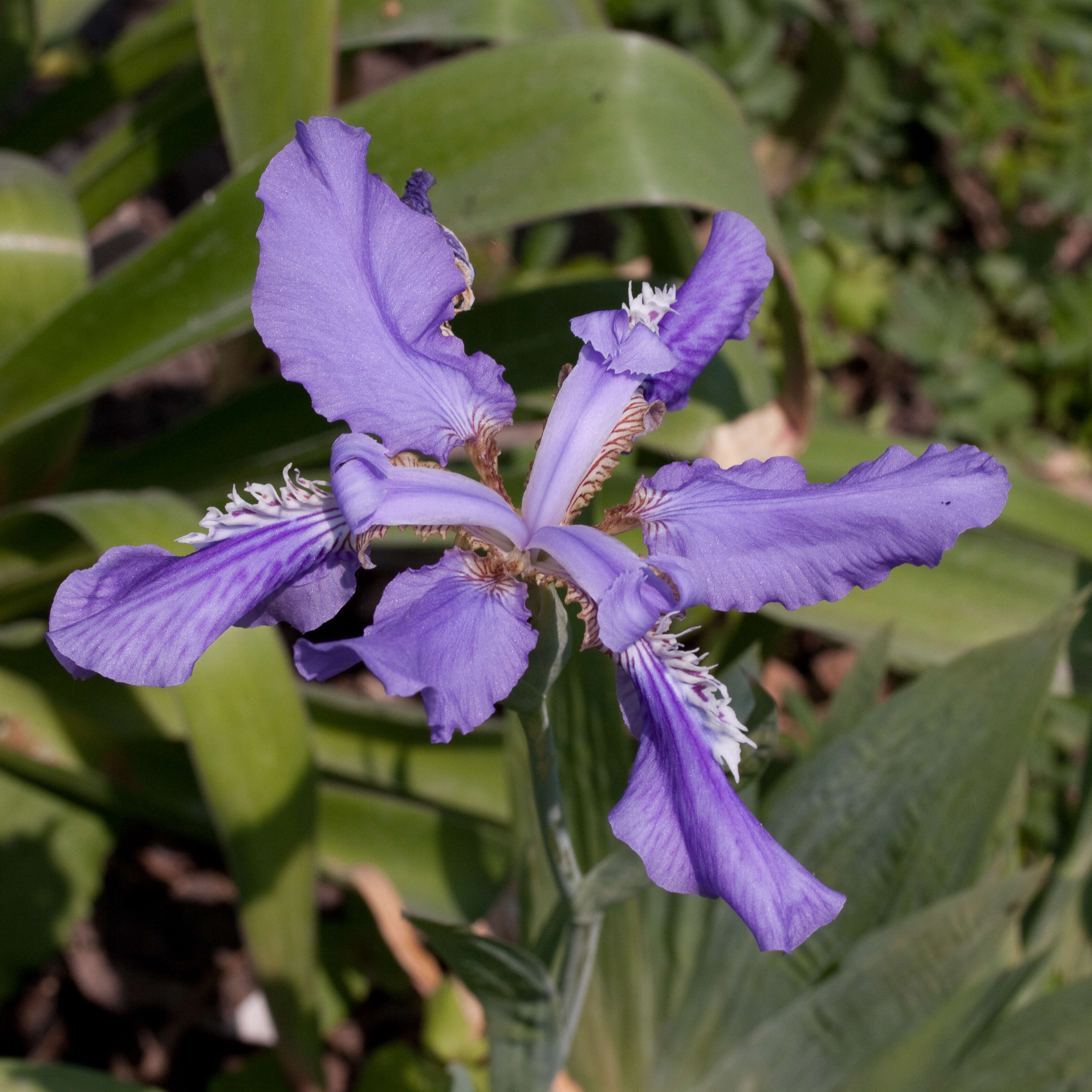 Image de Iris tectorum Maxim.