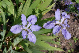 Image de Iris tectorum Maxim.